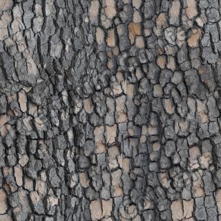 seamless tree bark wood 0004